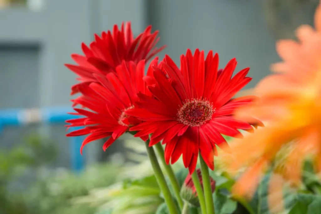flores vermelhas de corte
