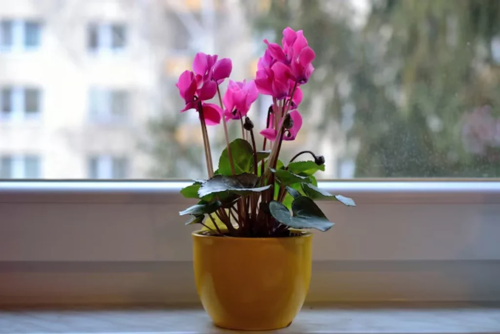 flores rosas em vaso na janela