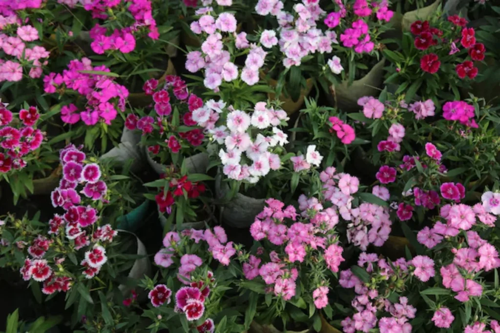 flores em um jardim de inverno