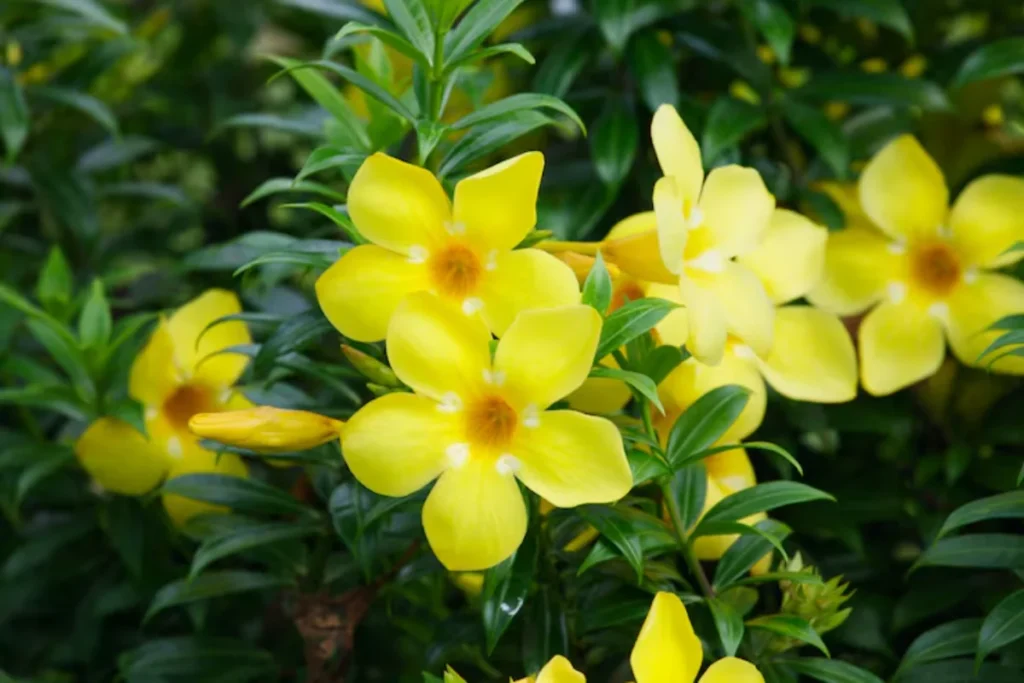 flores Alamanda amarelas nativas do brasil