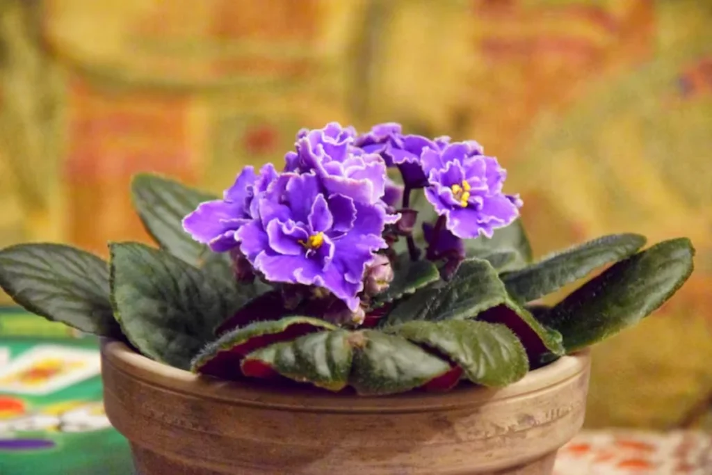 flor violeta africana em vaso