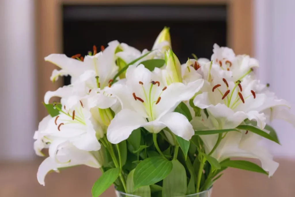 14 Flores para quarto de casal: Lista detalhada e completa 9 flores Lírio Branco