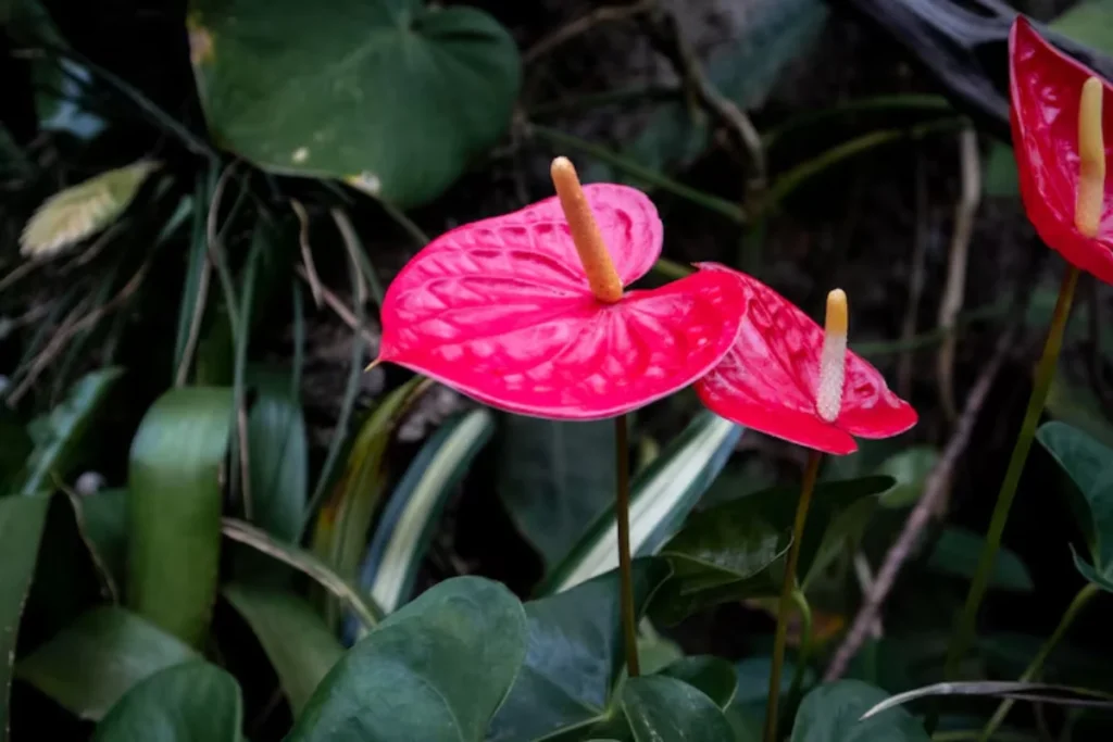 flores antúrio para apartamento