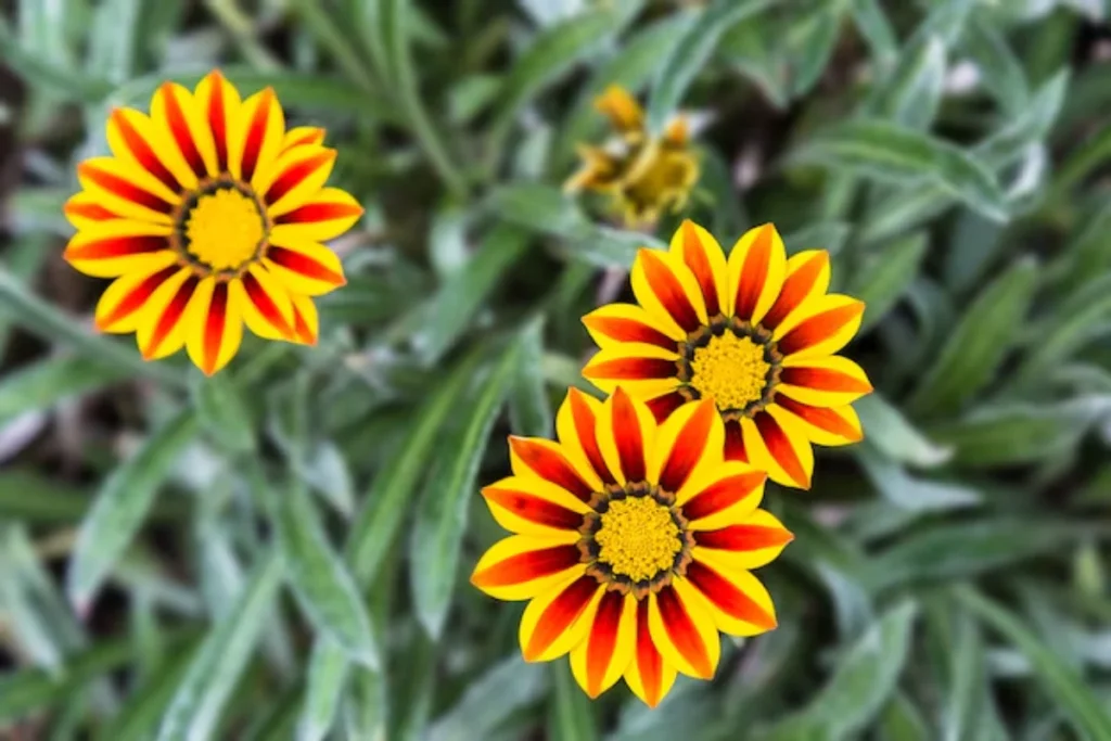 13 Flores resistentes ao calor: Jardim à prova de calor 12 10
