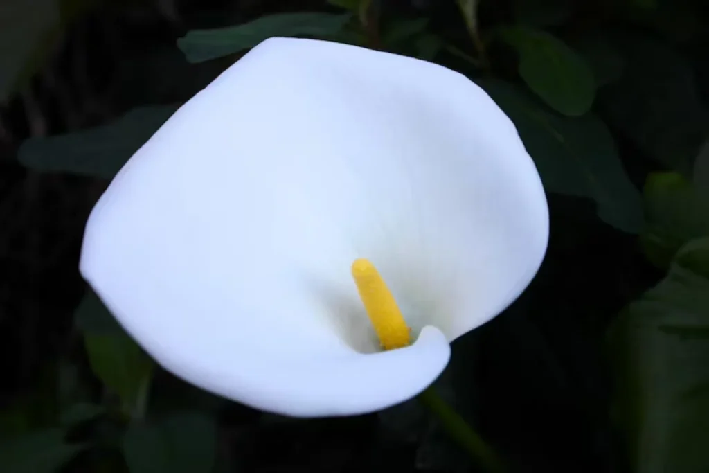 7 flores que brilham no escuro: Cultive beleza noturna 9 flor Antúrio Branco que brilham no escuro