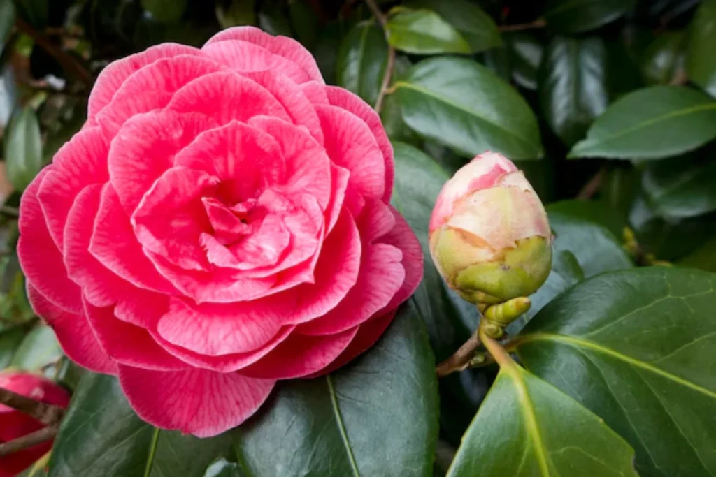 11 Flores para jardim de inverno: Cultivo fácil e resultado incrível 10 flores camélia para jardim de inverno