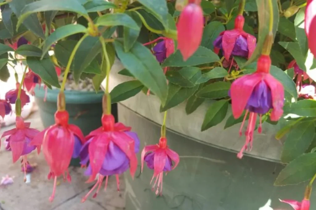 flores brinco-de-Princesa nativas do brasil