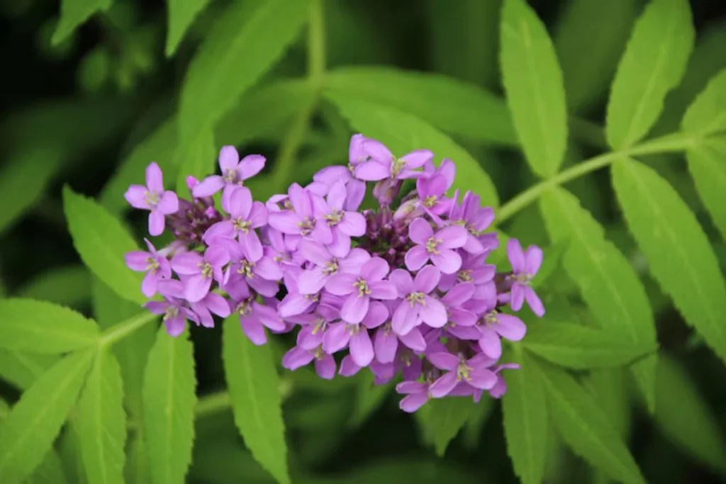 11 Flores que atraem borboletas: Veja a lista de espécies 10 flores Verbena que atraem borboletas