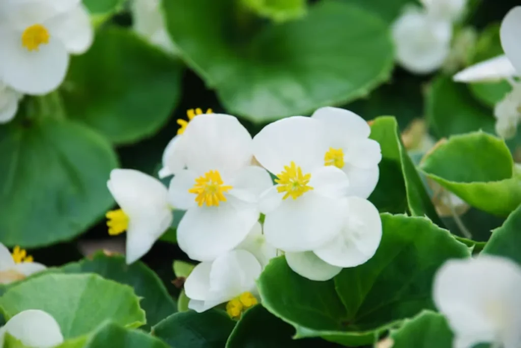 17 tipos de flores brancas: Nomes, Imagens e cuidados 11 tipos de flores Begônia Branca