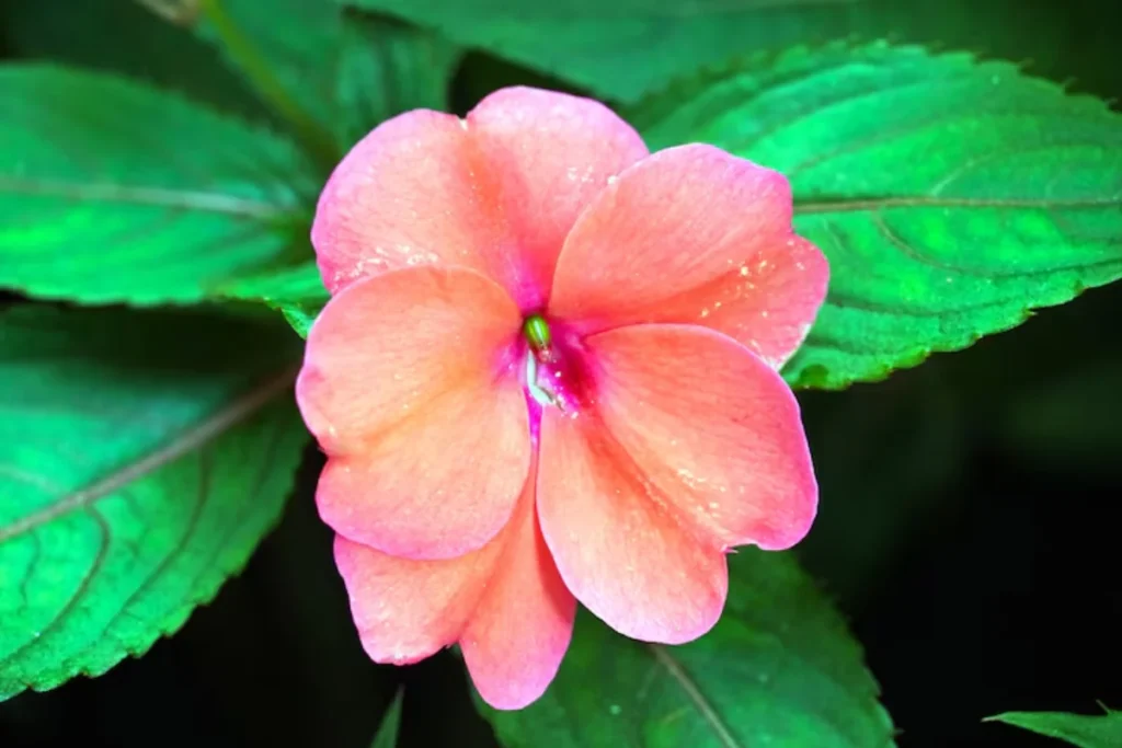  flor Impatiens para jardim pequeno