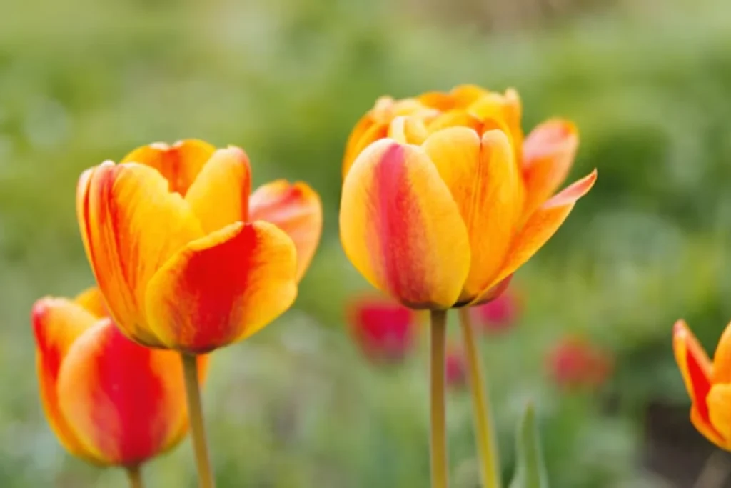 flores tulipas de corte