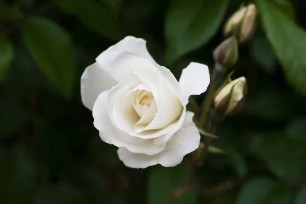 14 Flores para quarto de casal: Lista detalhada e completa 10 flor Gardênia