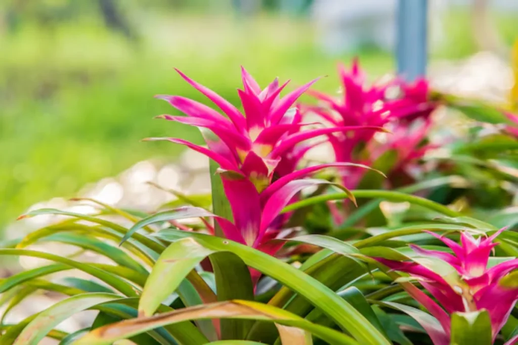 flores bromélia para apartamento