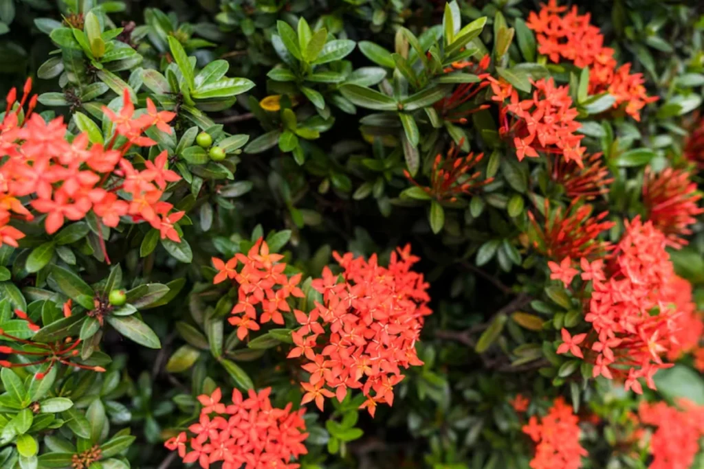 13 Flores resistentes ao calor: Jardim à prova de calor 13 11