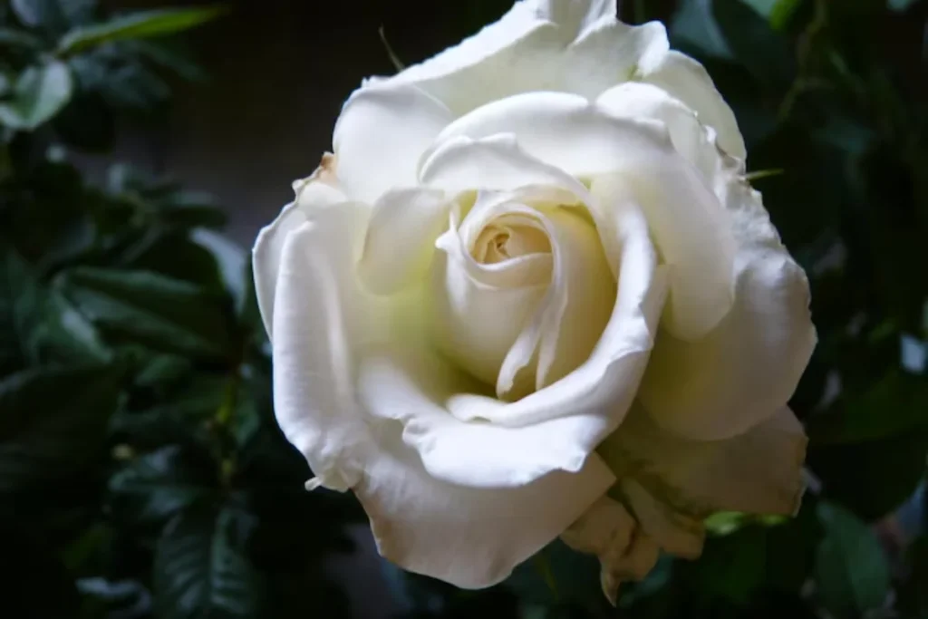 7 flores que brilham no escuro: Cultive beleza noturna 10 Rosa Branca que brilham no escuro