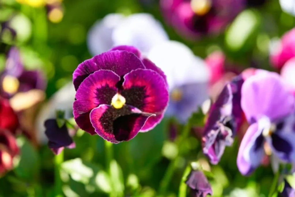 11 Flores para jardim de inverno: Cultivo fácil e resultado incrível 11 flores Amor-Perfeito para jardim de inverno