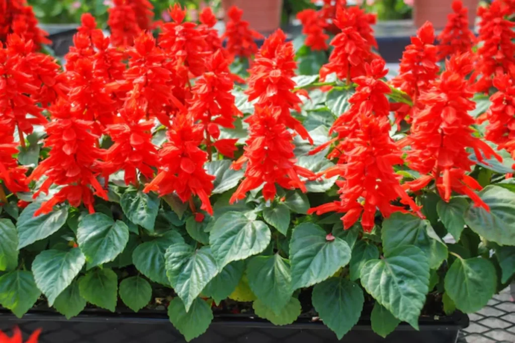 11 Flores que atraem borboletas: Veja a lista de espécies 11 flores salvia vermelhas que atraem borboletas