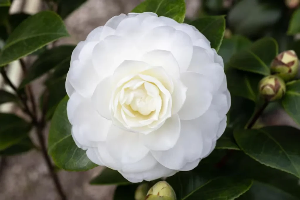 17 tipos de flores brancas: Nomes, Imagens e cuidados 12 tipos de flor Camélia Branca