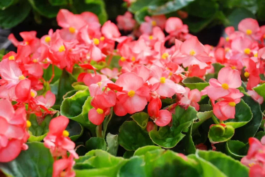flores Begônia Pendente para pendurar na varanda