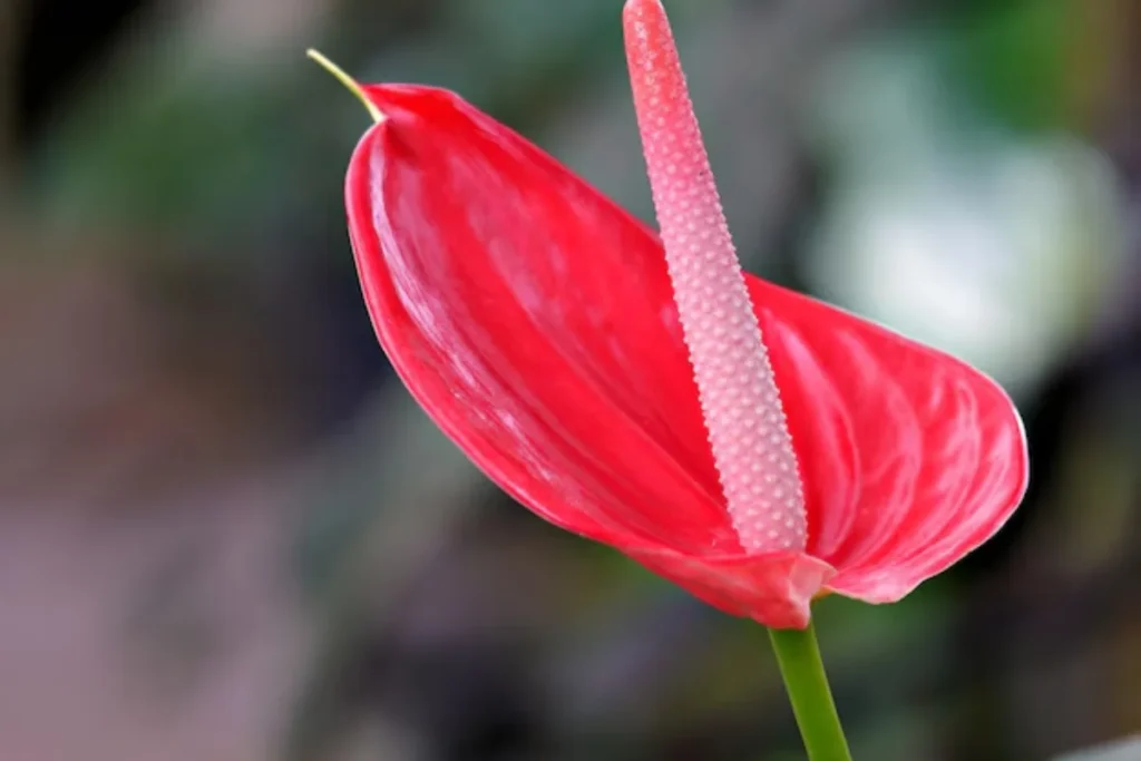 flores antúrios de corte