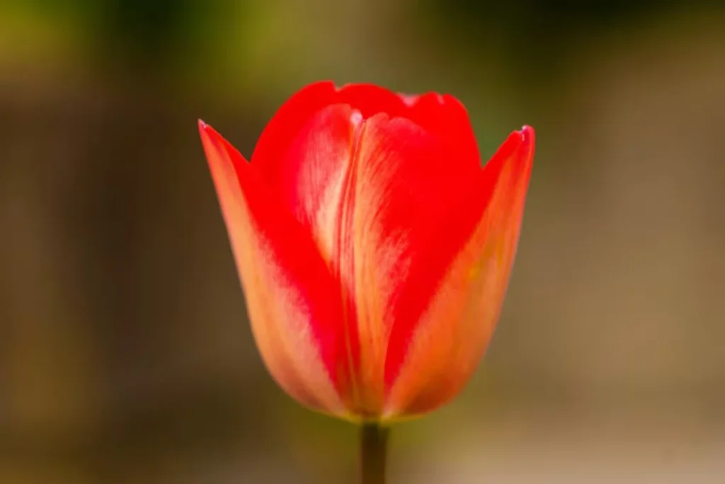 14 Flores para quarto de casal: Lista detalhada e completa 11 Flor Tulipa Vermelha