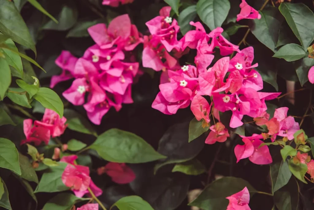 13 Flores resistentes ao calor: Jardim à prova de calor 14 12