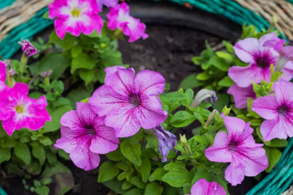 11 Flores para jardim de inverno: Cultivo fácil e resultado incrível 12 flores Petúnia para jardim de inverno