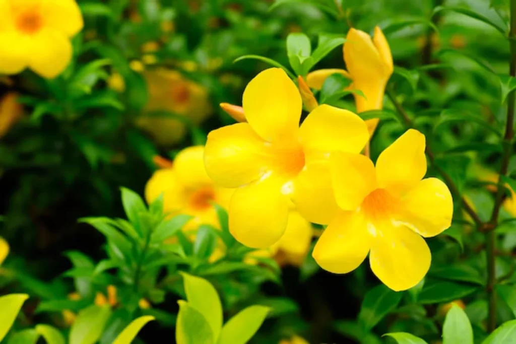 flores Alamanda amarelas nativas do brasil