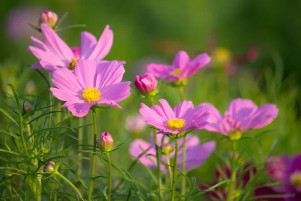 11 Flores que atraem borboletas: Veja a lista de espécies 12 flores cosmos que atraem borboletas