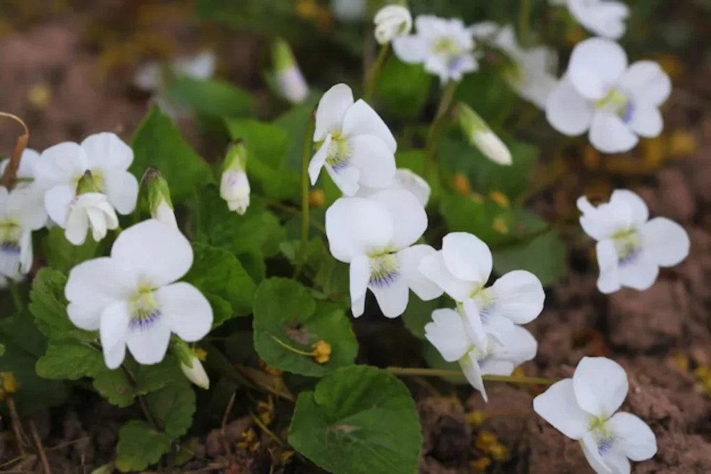 17 tipos de flores brancas: Nomes, Imagens e cuidados 13 tipos de flores Violeta Branca