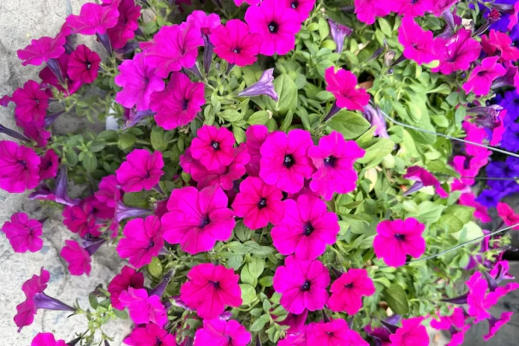 flores surfínia para pendurar na varanda