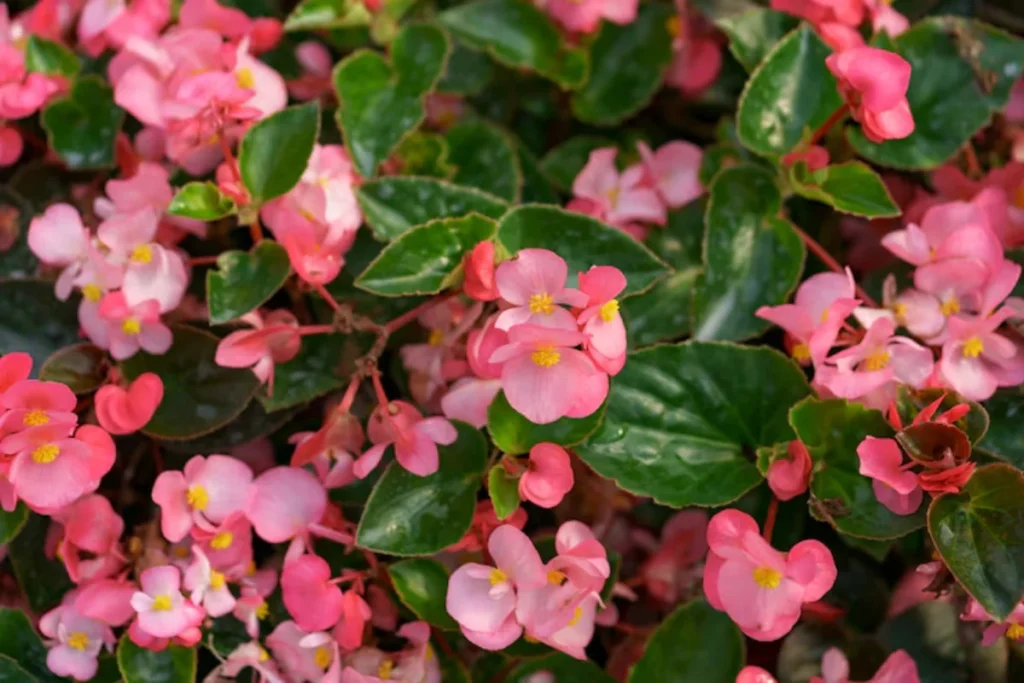 flores kalanchoe para apartamento