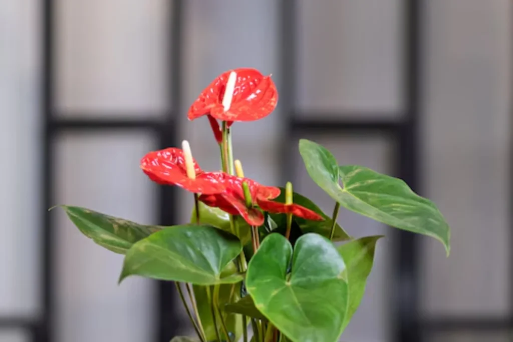 14 Flores para quarto de casal: Lista detalhada e completa 12 Flores Antúrio Vermelho