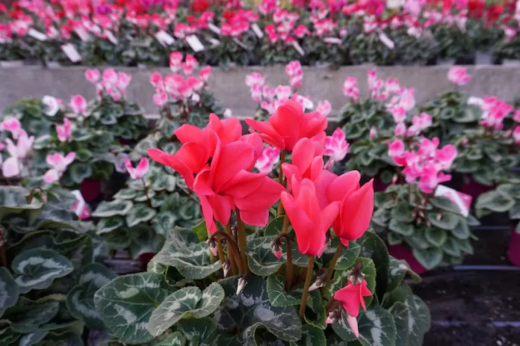 flores ciclâmen para apartamento