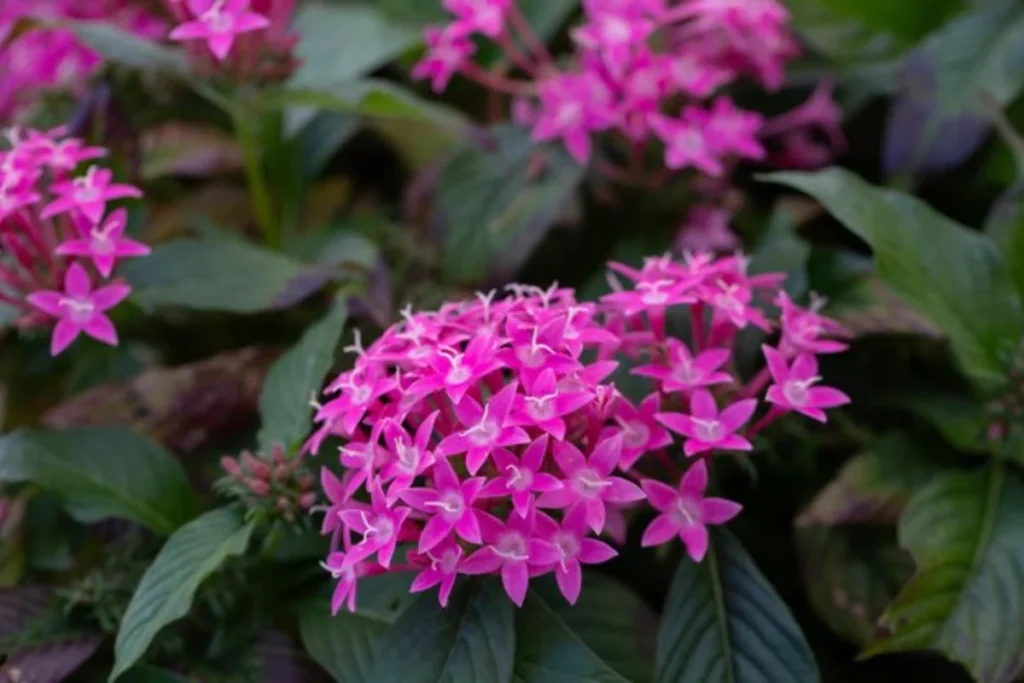 13 Flores resistentes ao calor: Jardim à prova de calor 15 13
