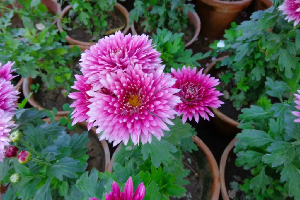 11 Flores para jardim de inverno: Cultivo fácil e resultado incrível 13 flores crisântemo para jardim de inverno