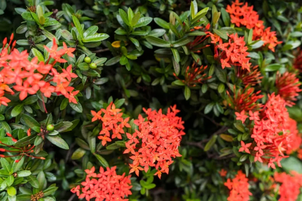 flores Ixora vermelhas nativas do brasil