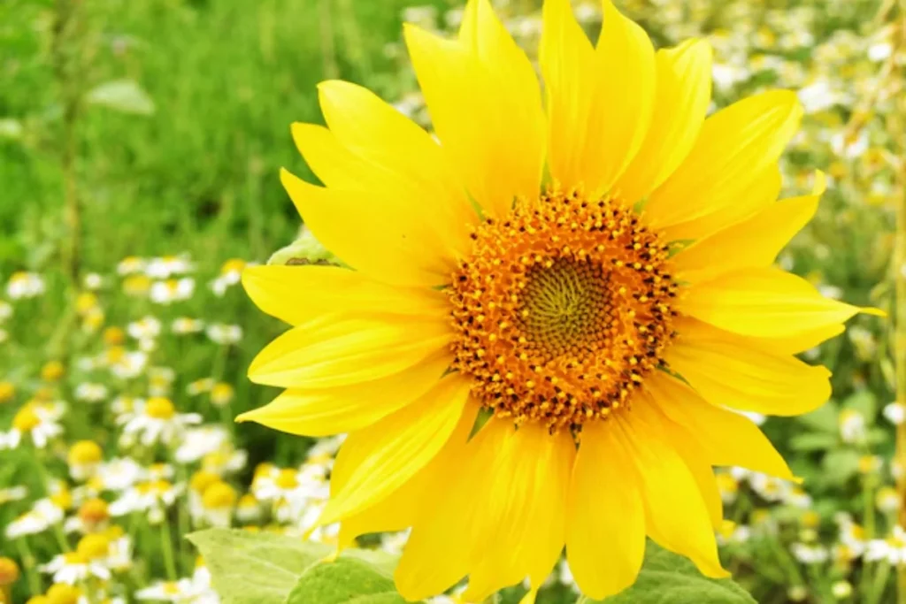 11 Flores que atraem borboletas: Veja a lista de espécies 13 flores girassol que atraem borboletas