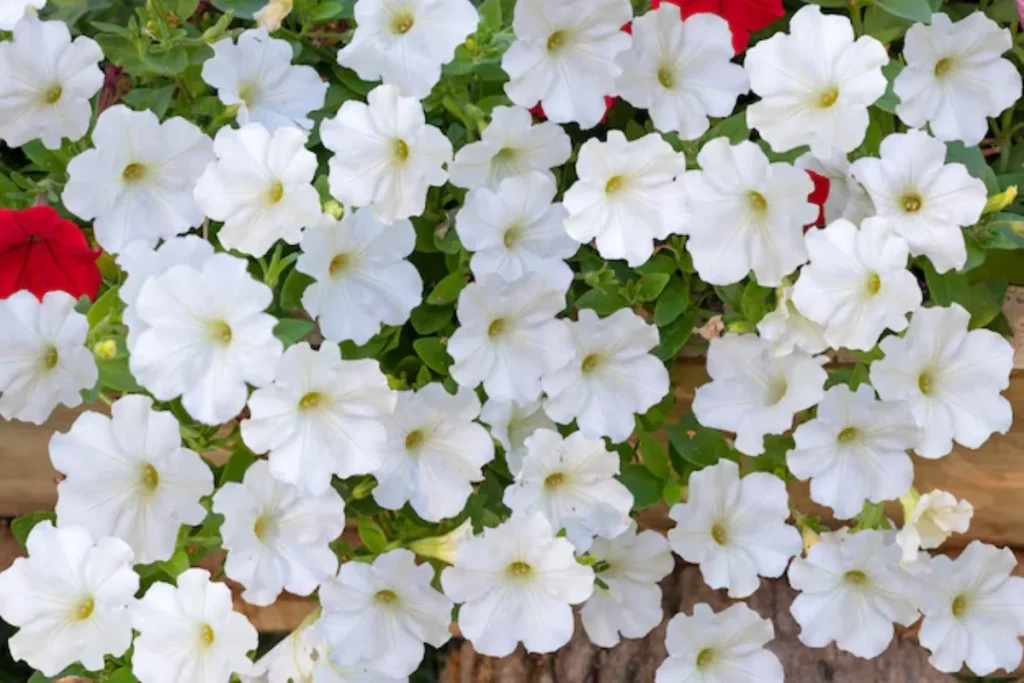 17 tipos de flores brancas: Nomes, Imagens e cuidados 14 tipos de flores Petúnia Branca