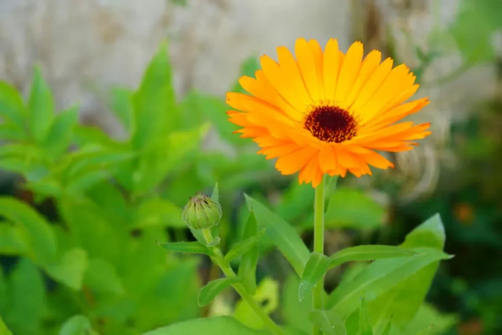 flor Calêndula para jardim pequeno