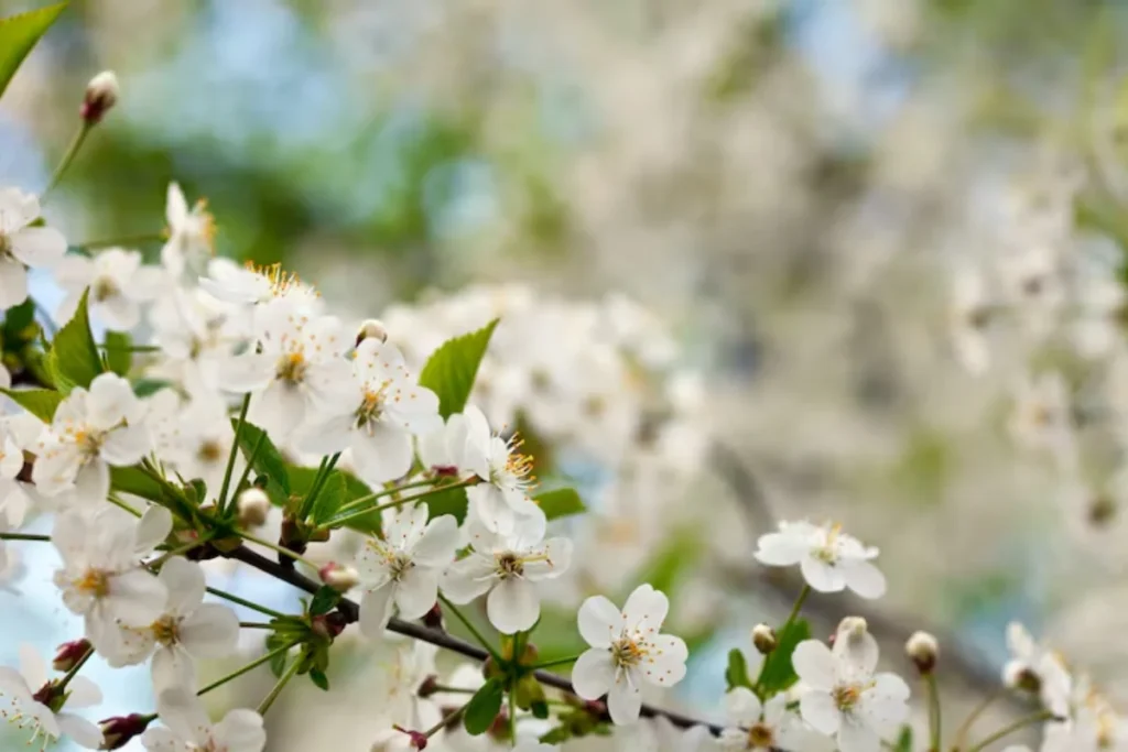 flores bacopa para pendurar na varanda
