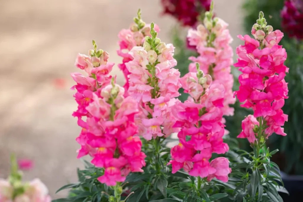 11 Flores para jardim de inverno: Cultivo fácil e resultado incrível 14 flores Boca-de-Leão para jardim de inverno
