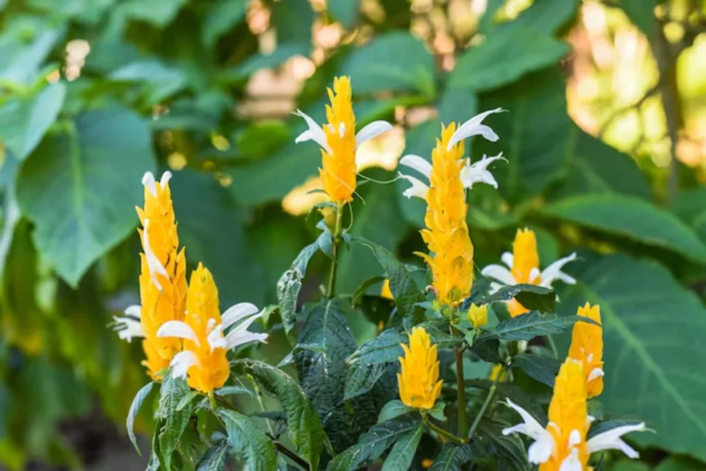 flores camarão-Amarelo nativas do brasil