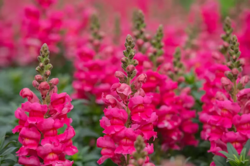 11 Flores que atraem borboletas: Veja a lista de espécies 14 flores Boca-de-leão rosas que atraem borboletas