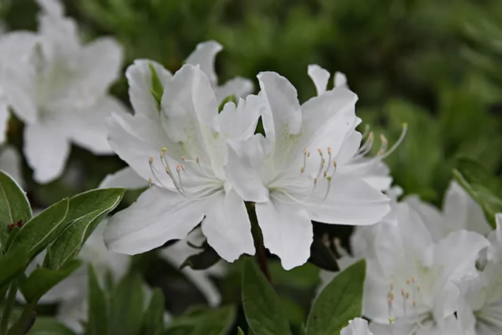 17 tipos de flores brancas: Nomes, Imagens e cuidados 15 tipos de flores Azaleia Branca