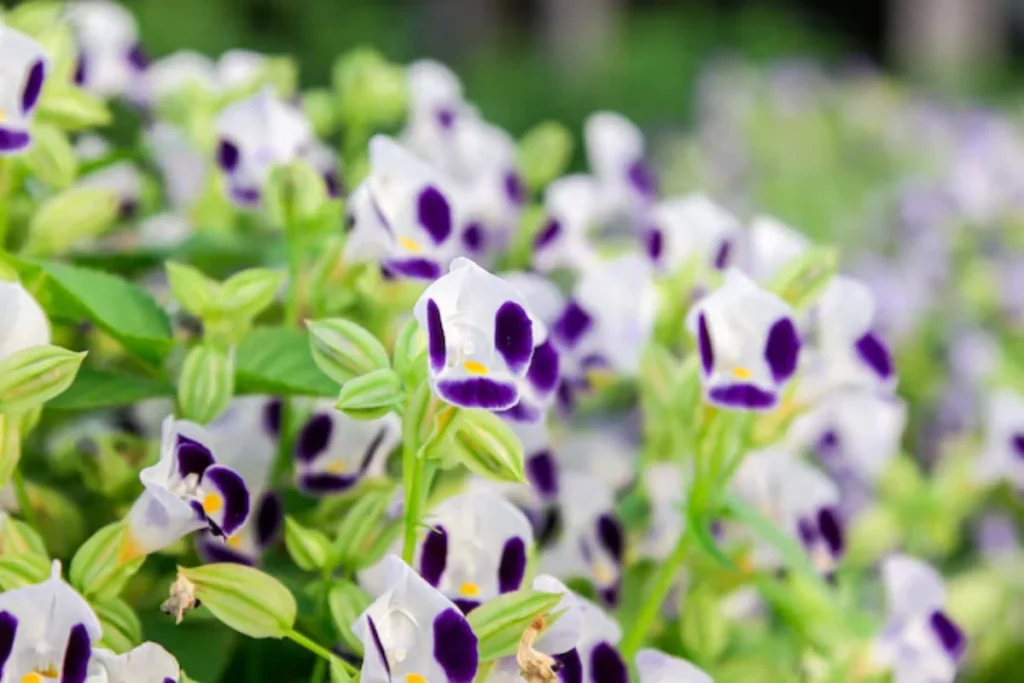 flores Torênia para jardim pequeno
