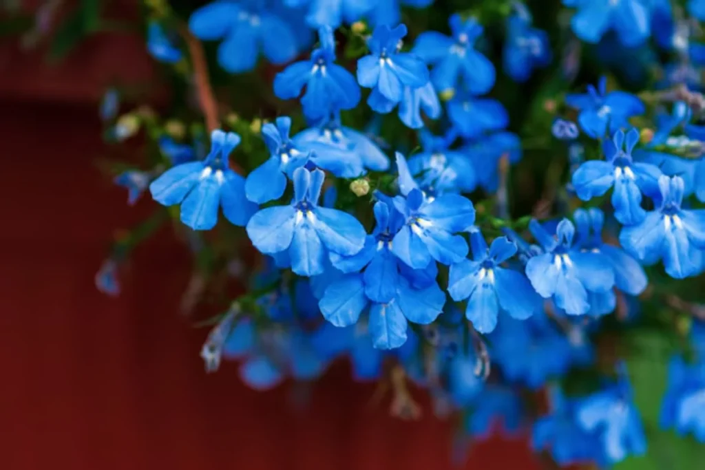 flores lobélia para pendurar na varanda