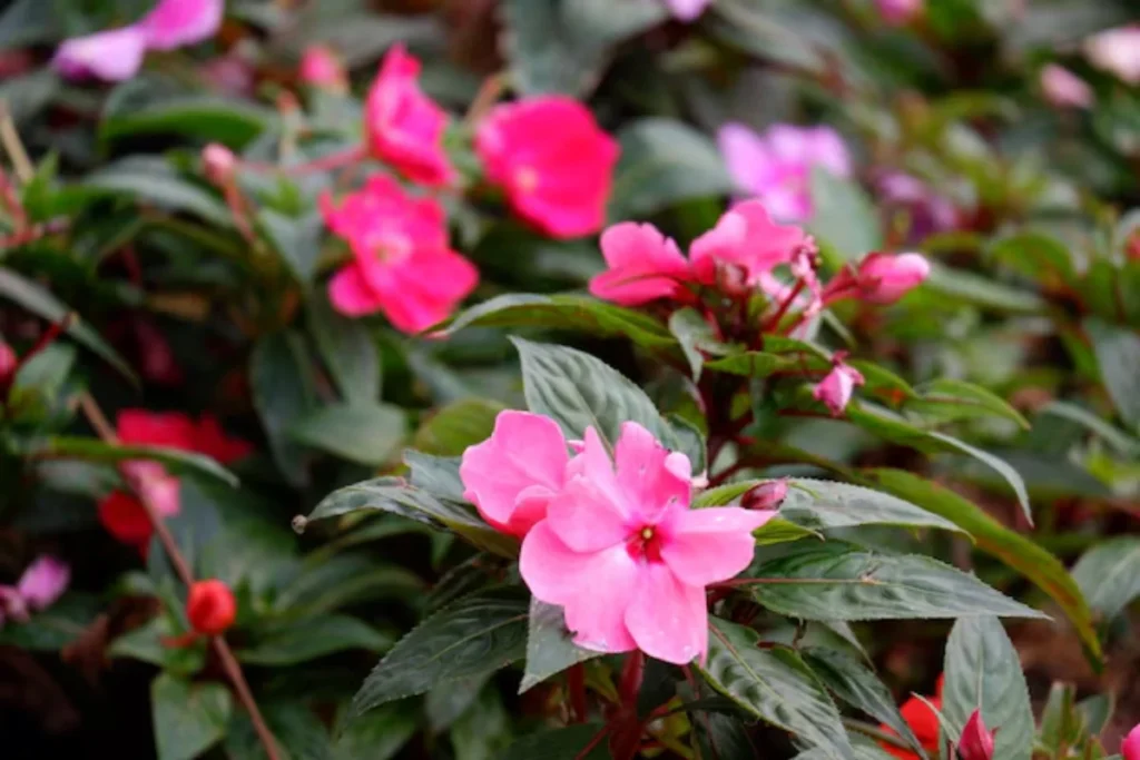 flores impatiens para apartamento