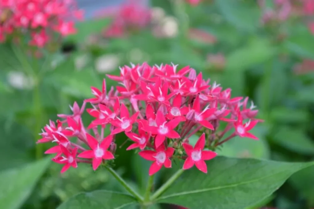 flores Pentas nativas do brasil