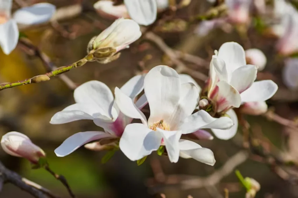 17 tipos de flores brancas: Nomes, Imagens e cuidados 16 tipos de flores Magnólia Branca